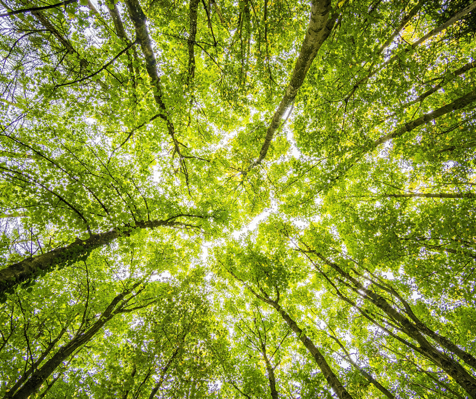 <p>SHINRIN-YOKU | Banhos de Floresta</p><p><br></p>